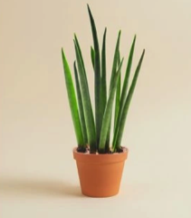 Sansevieria Fernwood